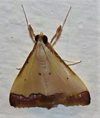 Autocharis hedyphaes