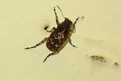 Sphinctotropis paviei