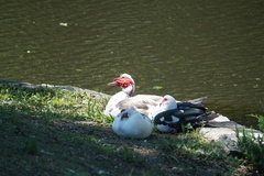 Cairina moschata domestica