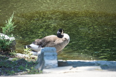 Branta canadensis
