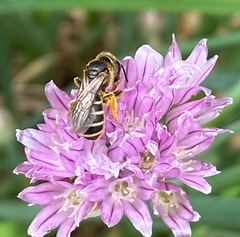 Halictus rubicundus