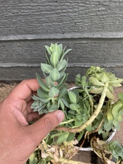 Euphorbia myrsinites