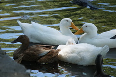 Anas platyrhynchos domesticus