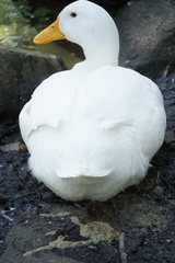 Anas platyrhynchos domesticus