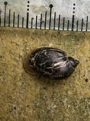 Ampullaceana balthica