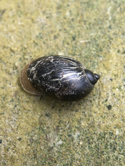 Ampullaceana balthica