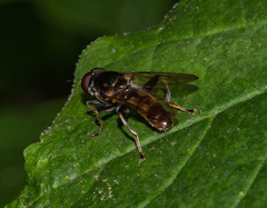 Xylota subfasciata