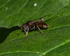 Xylota subfasciata