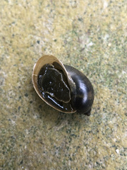 Ampullaceana balthica