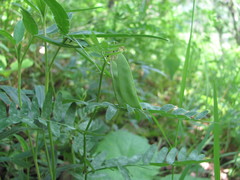 Vicia abbreviata