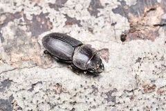 Dorcus brevis