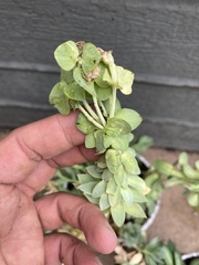 Euphorbia myrsinites