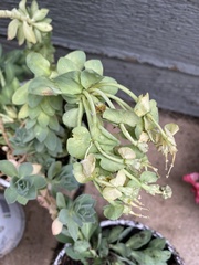 Euphorbia myrsinites
