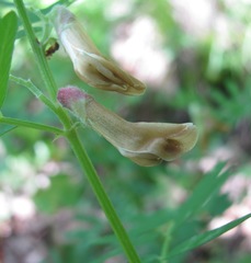 Vicia abbreviata