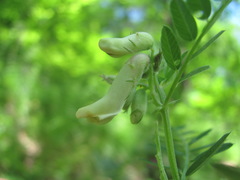 Vicia abbreviata