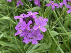 Hesperis matronalis