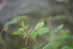 Rubus phoenicolasius