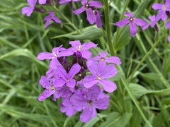 Hesperis matronalis