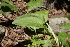 Symplocarpus foetidus