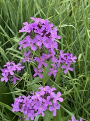Hesperis matronalis