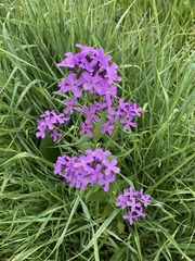 Hesperis matronalis