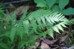 Polypodiopsida