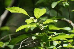 Ilex verticillata