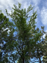 Magnoliopsida
