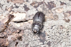 Dorcus brevis