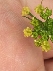 Tauschia kelloggii