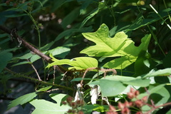 Liriodendron tulipifera