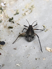 Tuberolachnus salignus