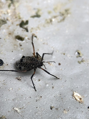 Tuberolachnus salignus