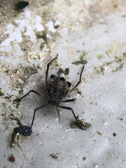 Tuberolachnus salignus