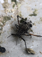 Tuberolachnus salignus