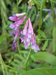 Vicia villosa varia