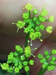 Tauschia kelloggii