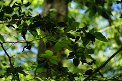 Litylenchus crenatae