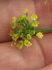 Tauschia kelloggii