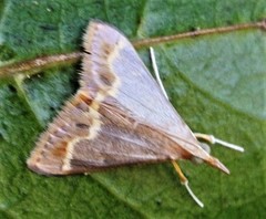 Autocharis