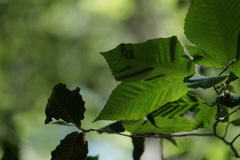 Litylenchus crenatae