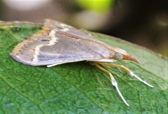 Autocharis