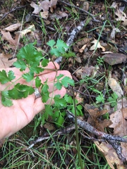 Tauschia kelloggii