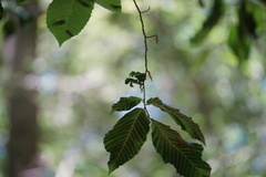 Litylenchus crenatae