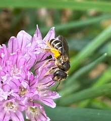 Halictus rubicundus