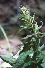 Epipactis helleborine
