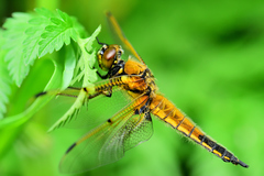 Libellula quadrimaculata