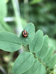 Harmonia axyridis