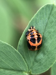 Harmonia axyridis