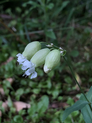 Silene vulgaris